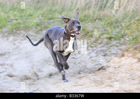 Deutsche Dogge (Canis Lupus Familiaris), laufen Stockfoto