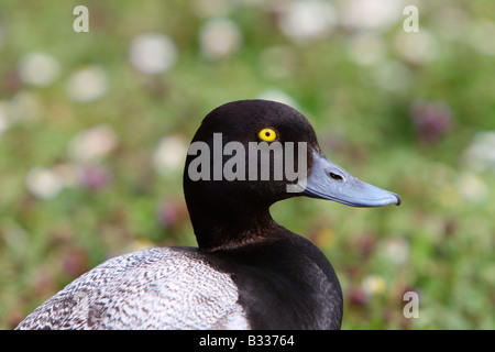 Lesser Scaup, Aythya Affinis, Nahaufnahme des Kopfes Stockfoto