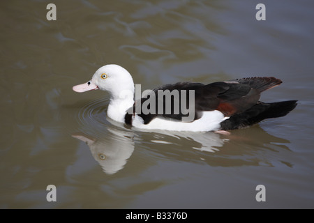 Radjah Brandgans Tadorna radjah Stockfoto