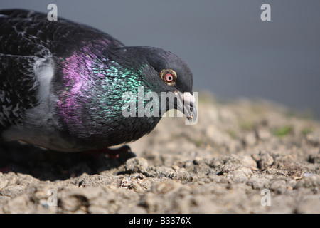 Wilde Taube, Columba livia Stockfoto