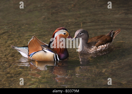 Männliche und weibliche Mandarinenten, Aix galericulata Stockfoto