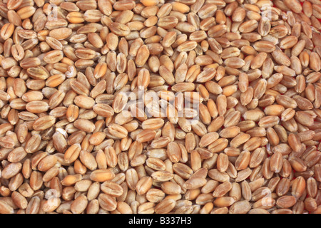 Triticum Aestivum, Brotweizen, Weizen angebaut Stockfoto