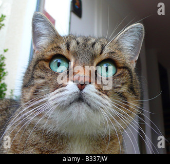 Felis Silvestris F. Catus, Hauskatze, Hauskatze Stockfoto