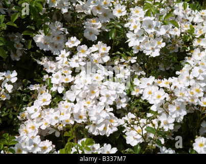 Rosa spec, ornamentale stieg Stockfoto