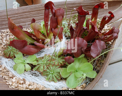 Sarracenia Purpurea, nördlichen Schlauchpflanze Stockfoto