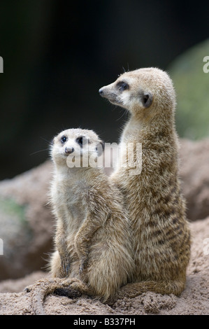 Zwei Erdmännchen fungieren als Wachposten halten Sie ein wachsames Auge für Raubtiere, die den Fuchsbau gefährden würde Stockfoto