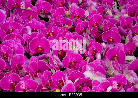 Hell rosa Nachtfalter Orchideen, Phalaenopsis Hybriden Moth Orchid Sorte Stockfoto