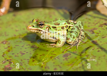 Südlichen Leopard Frog Rana utricularia Stockfoto