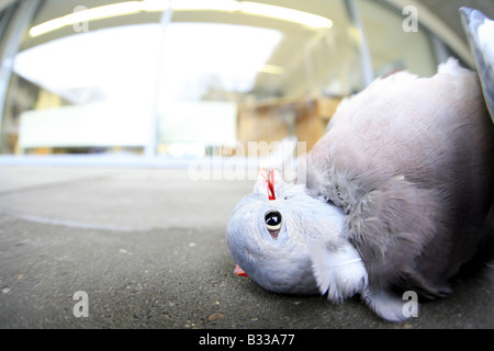 Columba Palumbus Ringeltaube Stockfoto