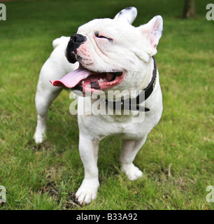 Bouledogue Français, Canis Lupus F. Familiaris, französische Bulldogge Stockfoto