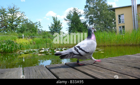 Columba Livia F. Domestica, Haustaube Stockfoto