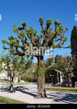 Aesculus Hippocastanum, gemeinsame Rosskastanie Stockfoto