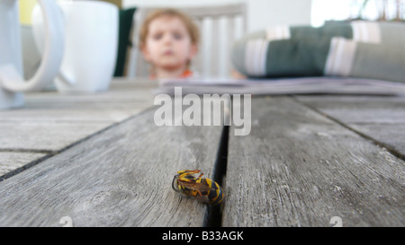 Dolichovespula Saxonica, sächsische Wespe Stockfoto