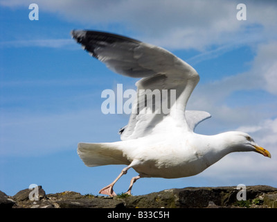 Silbermöwe (Larus Argentatus) die Flucht von der Burg aus Stein Wand, Conwy, Wales Stockfoto