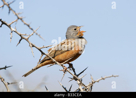 Cretzschmars Bunting singen Stockfoto