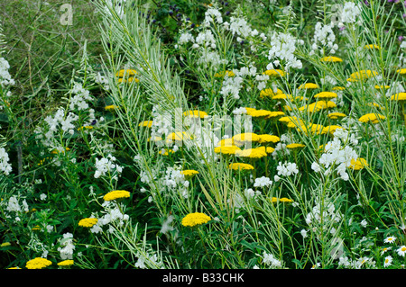 Achillea Filipendulina PARKER S Vielfalt und Epilobium glabellum Stockfoto