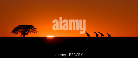 Giraffen (Giraffa Plancius) bei Sonnenaufgang im Etosha Nationalpark, Namibia Stockfoto