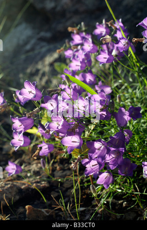 GLOCKENBLUME CAMPANULA ROTUNDIFOLIA FÄNGT DER FRÜHEN SONNE ÜBER ARENEN PICOS DE EUROPA ASTURIEN SPANIEN Stockfoto