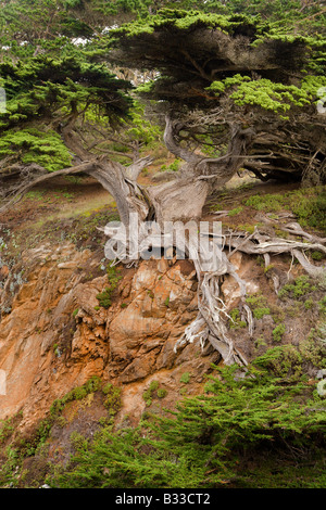 Der alte Veteran sitzt auf einem Felsvorsprung am Point Lobos State Reserve in Carmel, Kalifornien Stockfoto