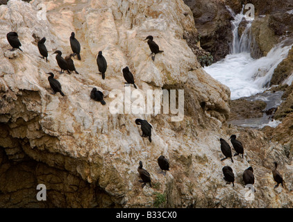 Diese lange necked sind alle schwarzen Meeresvögel Kormorane, die zwei Arten am Point Lobos State zu bewahren in Carmel, Kalifornien nisten Stockfoto