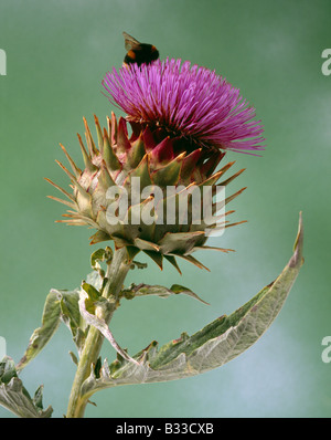 Karde, Cynara Cardunculus. Stockfoto