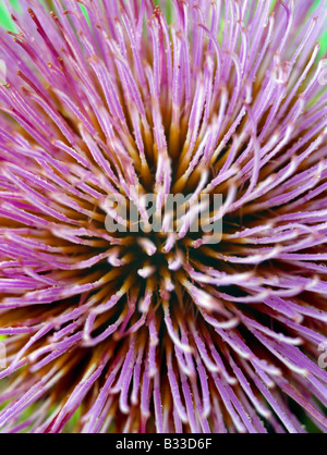 Karde, abstrakte Cynara Cardunculus. Stockfoto