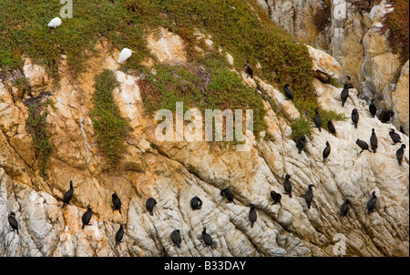 Bird Island an der südlichen Grenze des Point Lobos State Preserve in Carmel, Kalifornien Stockfoto