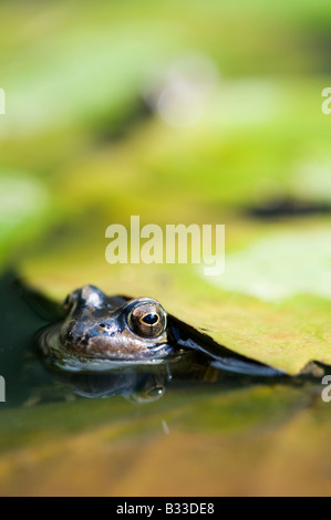 Grasfrosch zwischen Lily Pads Stockfoto