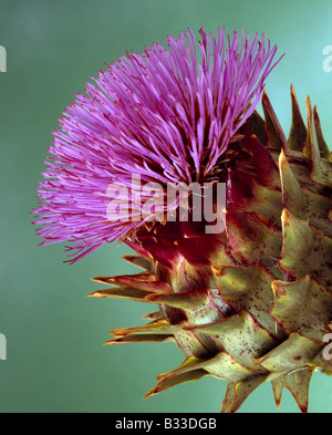 Karde, Cynara Cardunculus. Stockfoto