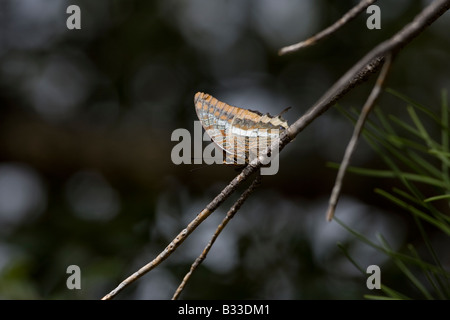 Zweiseitige Pascha Charaxes jasius Stockfoto