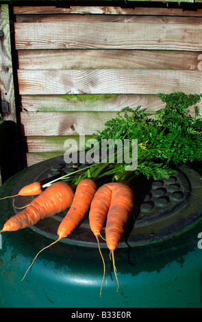 Geerntete Menge Karotten Stockfoto