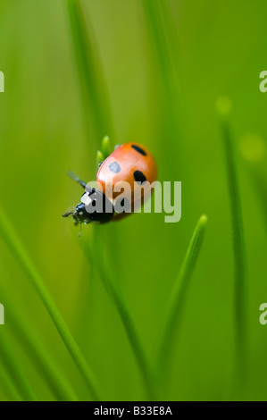 Marienkäfer unter Kiefernadeln Stockfoto