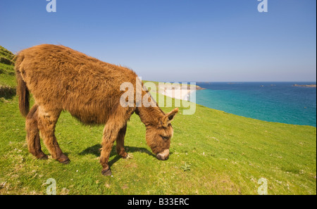 Esel Blasket Inseln County Kerry Irland Stockfoto