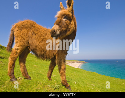 Esel Blasket Inseln County Kerry Irland Stockfoto