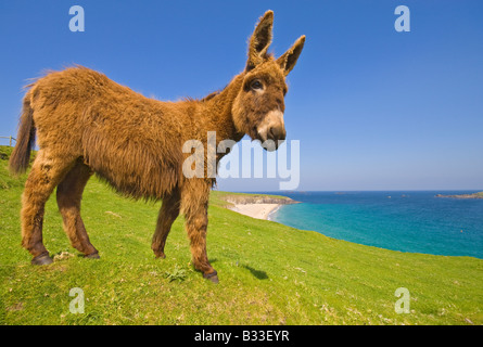 Esel Blasket Inseln County Kerry Irland Stockfoto