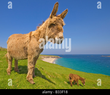 Esel Blasket Inseln County Kerry Irland Stockfoto