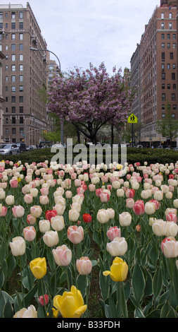 Tulpen und dekorative Kirschbäume auf Park Avenue median Stockfoto