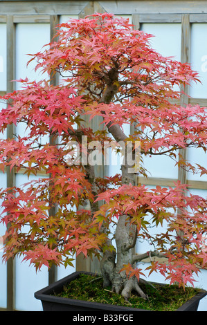 Bonsai Baum Acer Palmatum DESHOJO Stockfoto