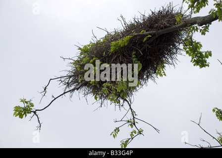 Vogel-Nest der Mönch Sittich Myiopsitta monachus Stockfoto