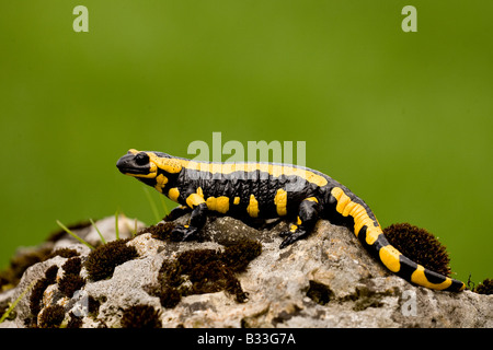 Feuer Salamander Feuersalamander Salamandra Salamandra Erwachsenen Deutschland sitzt auf Felsen Stockfoto