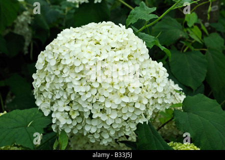 Hydrangea Arborescens ANNABELLE Stockfoto