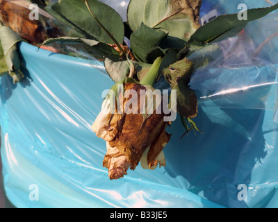 Detail von einem Toten Rose in bin Plastiktüte Sack Pflanze im Garten Stockfoto