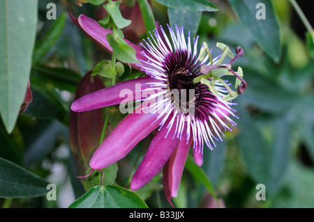 Passion Flower Passiflora x violacea Stockfoto