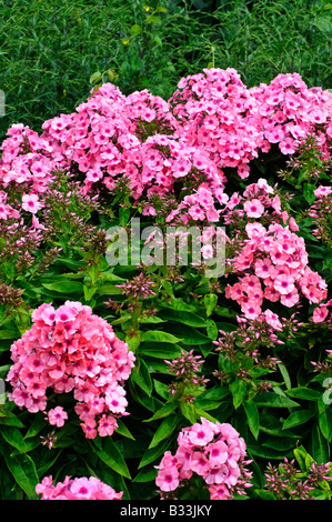 Phlox-Flamme rosa BARELEVEN Stockfoto