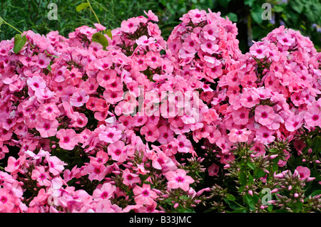 Phlox-Flamme rosa BARELEVEN Stockfoto
