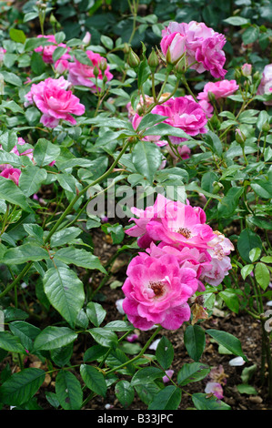 Rosa brillant rosa Eisberg PROBRIL Stockfoto