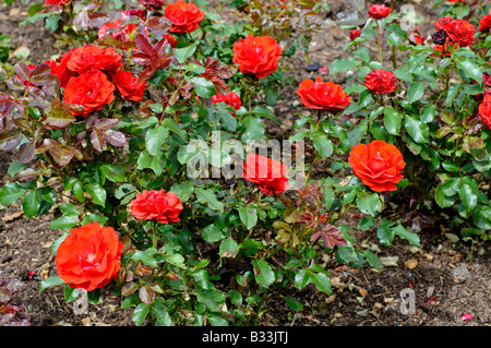 Rosa Remembrance HARXAMPTON Stockfoto