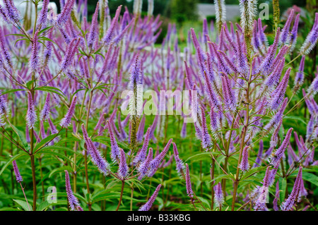 Veronicastrum Virginicum Faszination Stockfoto