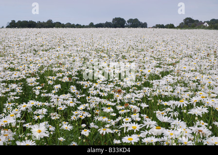 Bereich der Gänseblümchen Walcheren Zeeland Niederlande Stockfoto