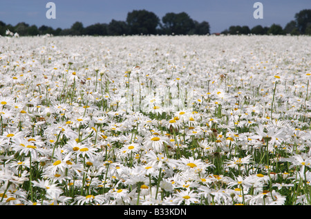 Bereich der weißen Margeriten für die Saatgutproduktion in Zeeland Niederlande Stockfoto